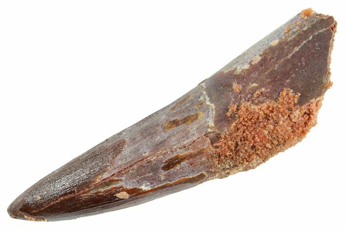 Fossil Spinosaurus Tooth - Real Dinosaur Tooth #363511